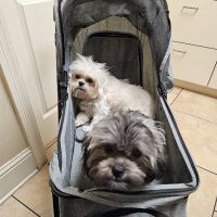 Pet Care Center ico