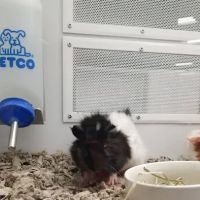 Petco ico