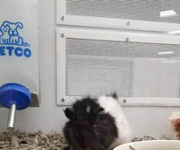 Petco