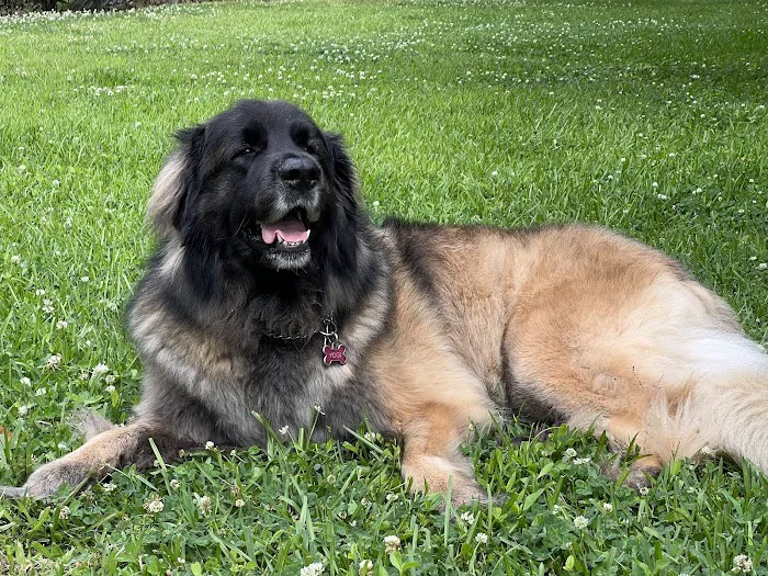 Pet Care Center Inc: Lanaux Amelie DVM 12