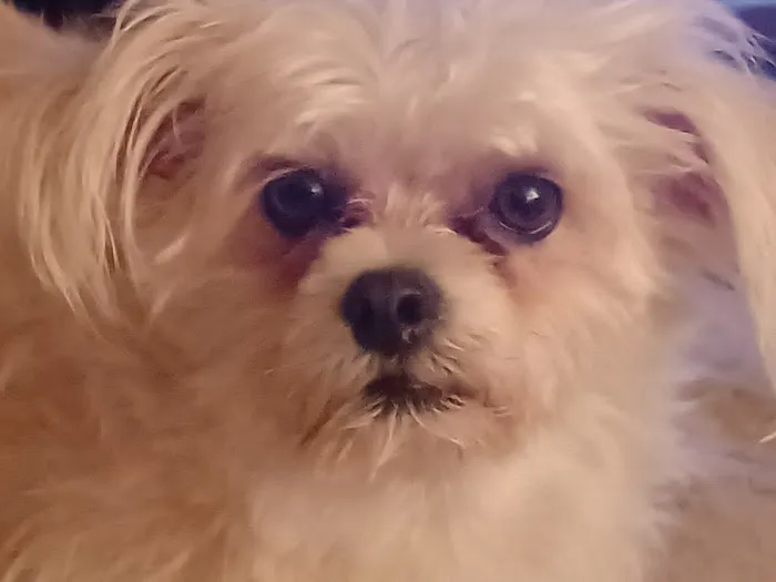 Pet Care Center Inc: Lanaux Amelie DVM 12