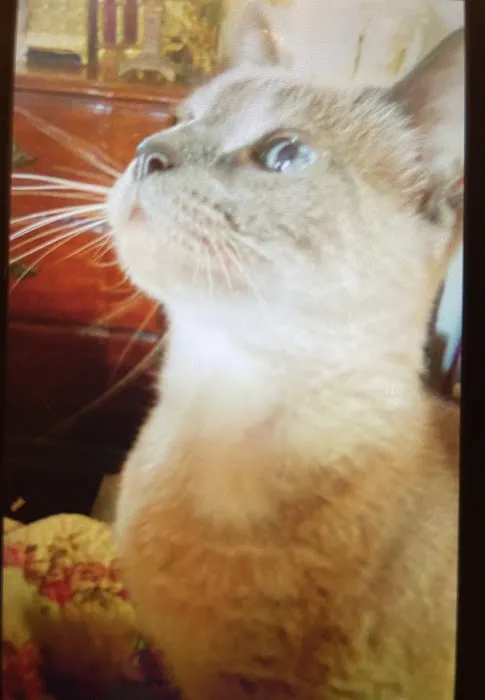 Pet Care Center Inc: Lanaux Amelie DVM 12