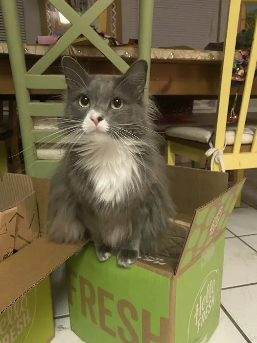 Pet Care Center Inc: Lanaux Amelie DVM 12