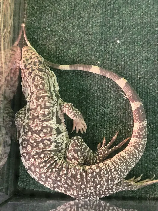 Victor valley pet store 12