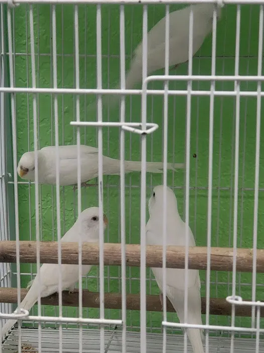 Victor valley pet store 12