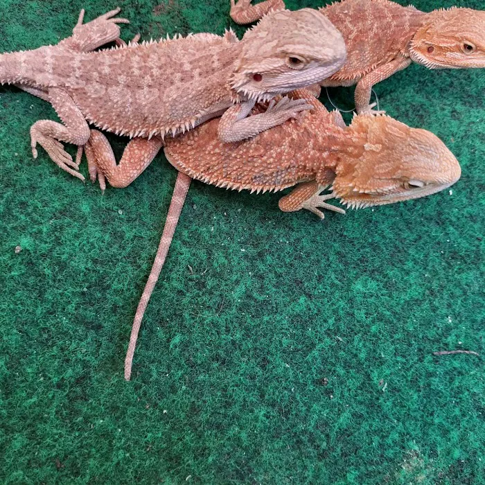 Victor valley pet store 12