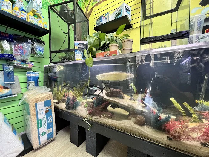 THE PET SHOP 12