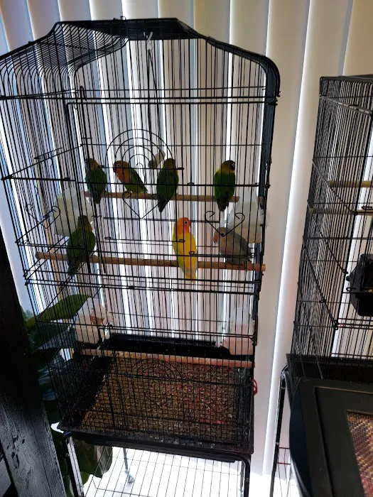 THE PET SHOP 12