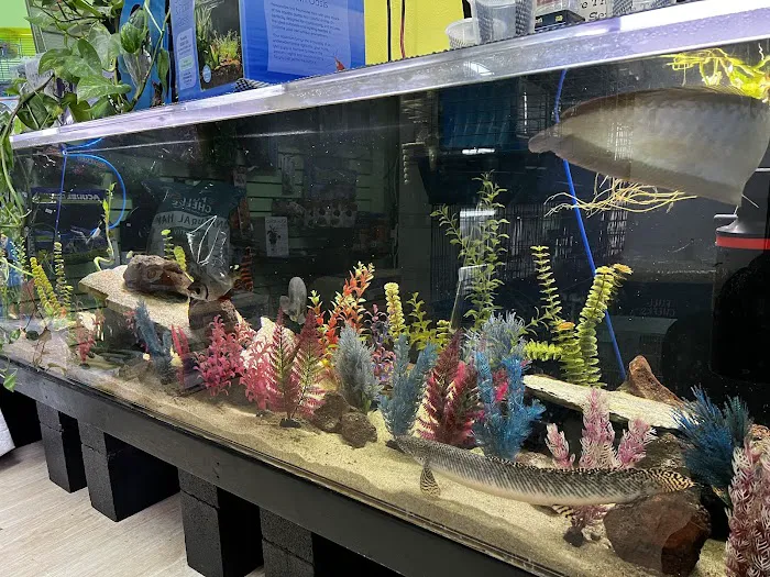 THE PET SHOP 12