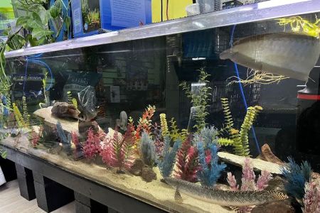 THE PET SHOP