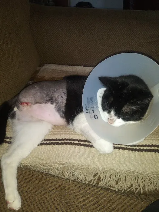 San Diego Affordable Veterinary Care 12