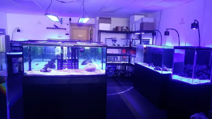 Sea Otter Fish 12