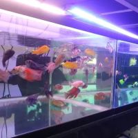 Sea Otter Fish ico