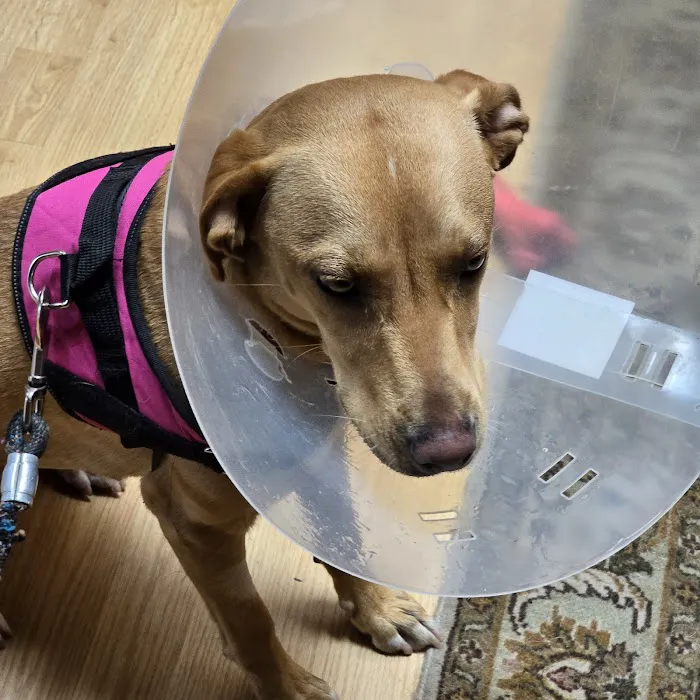 San Diego Affordable Spay and Neuter Clinic (North Park) 12
