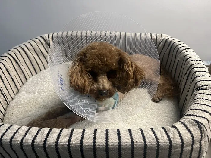 San Diego Affordable Spay and Neuter Clinic (North Park) 12