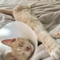 San Diego Affordable Spay and Neuter Clinic (North Park) ico