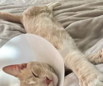 San Diego Affordable Spay and Neuter Clinic (North Park)