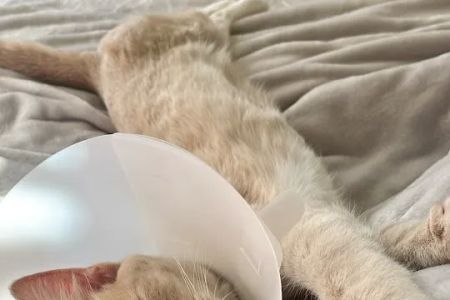San Diego Affordable Spay and Neuter Clinic (North Park)