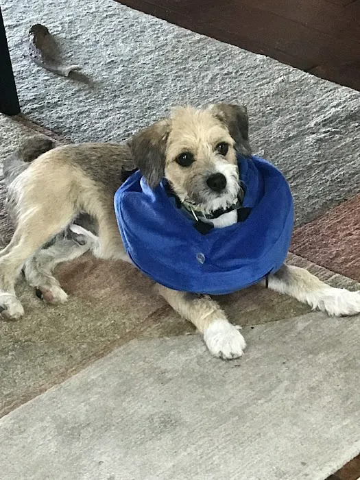 San Diego Affordable Spay and Neuter Clinic (North Park) 12