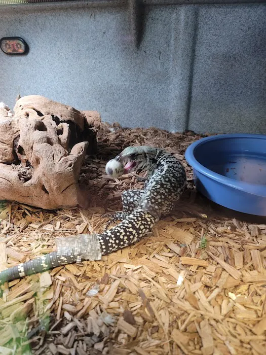 Rog Reptiles 12