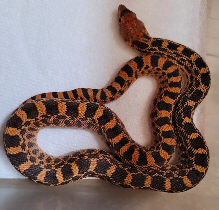 Rog Reptiles 12