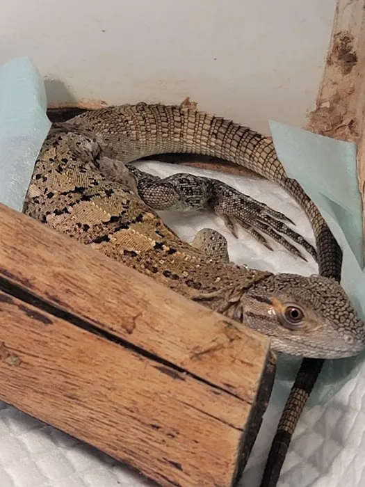 Rog Reptiles 12