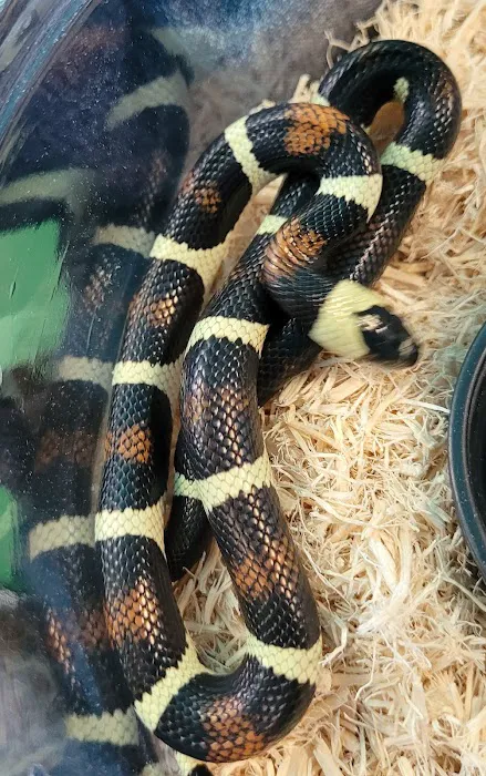 Rog Reptiles 12