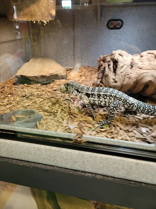 Rog Reptiles 12