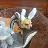 The Pet Clinic ico