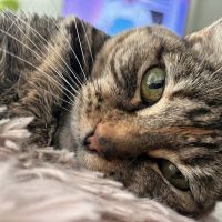 VCA Market Street Animal Hospital ico
