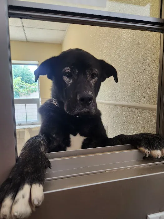Coronado Animal Care facility 12