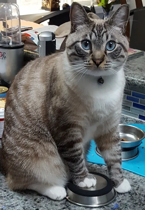 Coronado Veterinary Hospital 12
