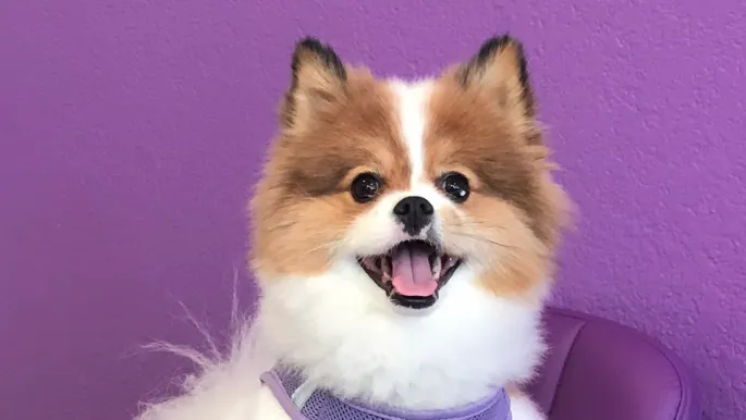 Purple Paws Pet Clinic 12