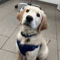Amici Pet Hospital of Little Italy ico