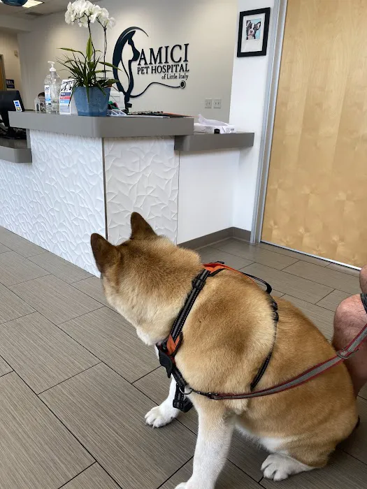 Amici Pet Hospital of Little Italy 8