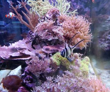 SD CORALS