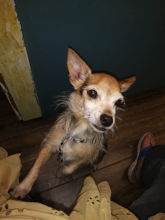 Imperial Beach Pet Hospital & Urgent Care 12