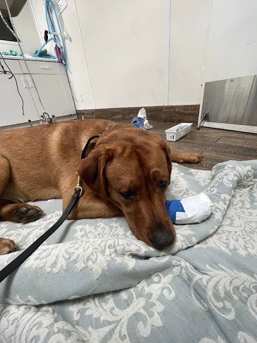 Imperial Beach Pet Hospital & Urgent Care 12