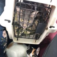Imperial Beach Pet Hospital & Urgent Care ico