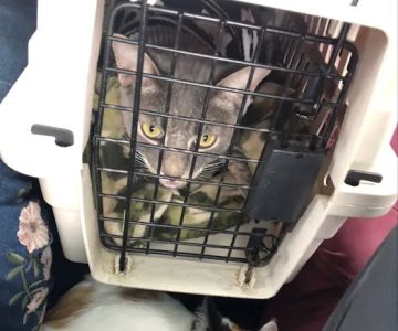 Imperial Beach Pet Hospital & Urgent Care