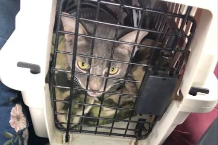 Imperial Beach Pet Hospital & Urgent Care