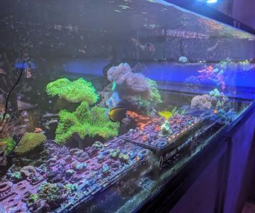Kung Fu Corals