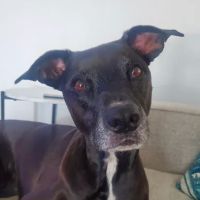 South San Diego Veterinary Hospital ico
