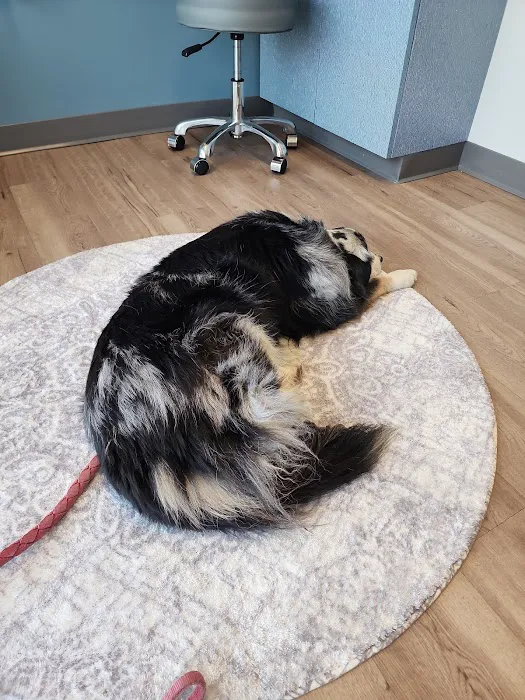 Long Hollow Animal Hospital 4
