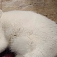 Gallatin Animal Hospital PLLC ico