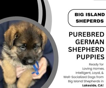 Big Island Shepherds