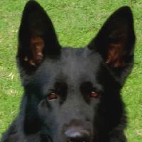 Grunenfeld German Shepherds ico