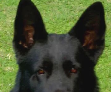 Grunenfeld German Shepherds