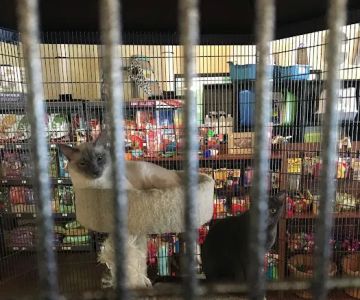 Natural Instincts Healthy Pet Center