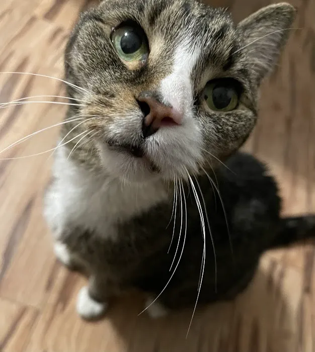 Southern Veterinary Center 12